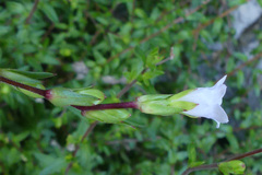Prismatocarpus schlechteri