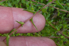 Prismatocarpus schlechteri
