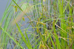 Carex pseudocyperus