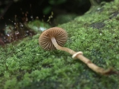Pholiotina gracilenta