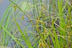 Carex pseudocyperus