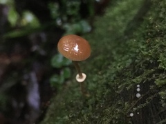 Pholiotina gracilenta