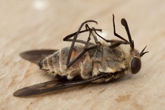 Scaptia adrel
