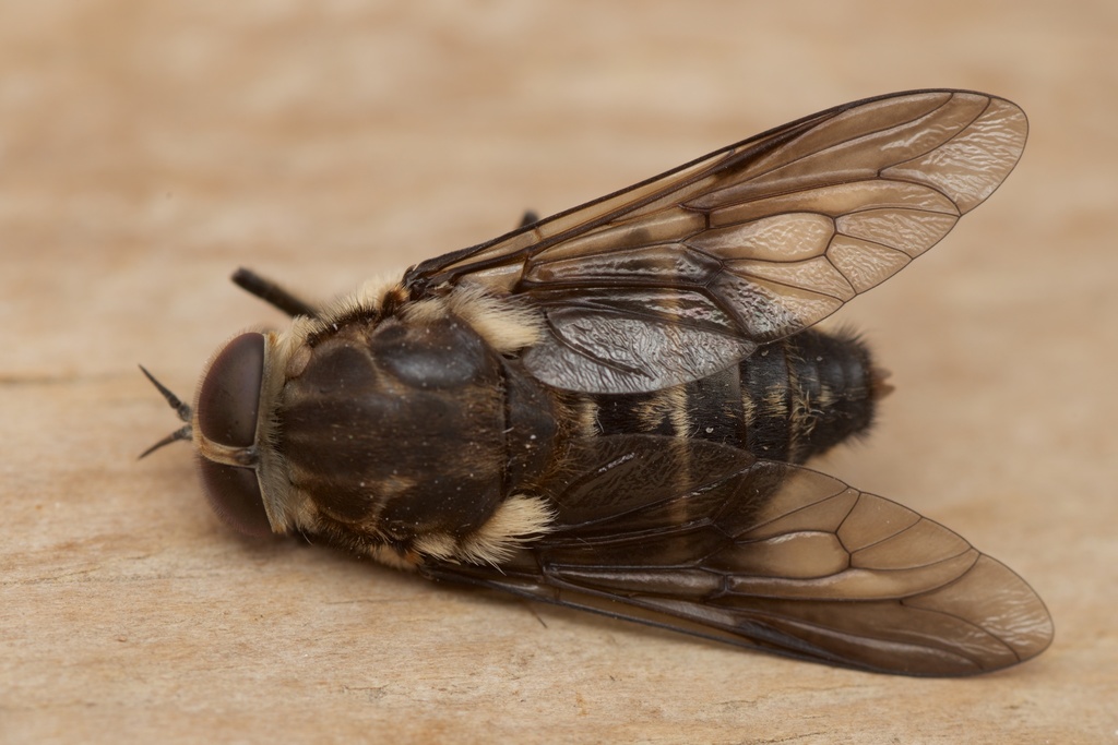 Bush Gad Fly