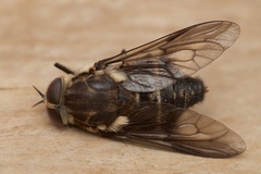 Scaptia adrel
