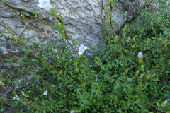 Prismatocarpus schlechteri