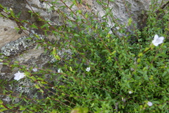 Prismatocarpus schlechteri