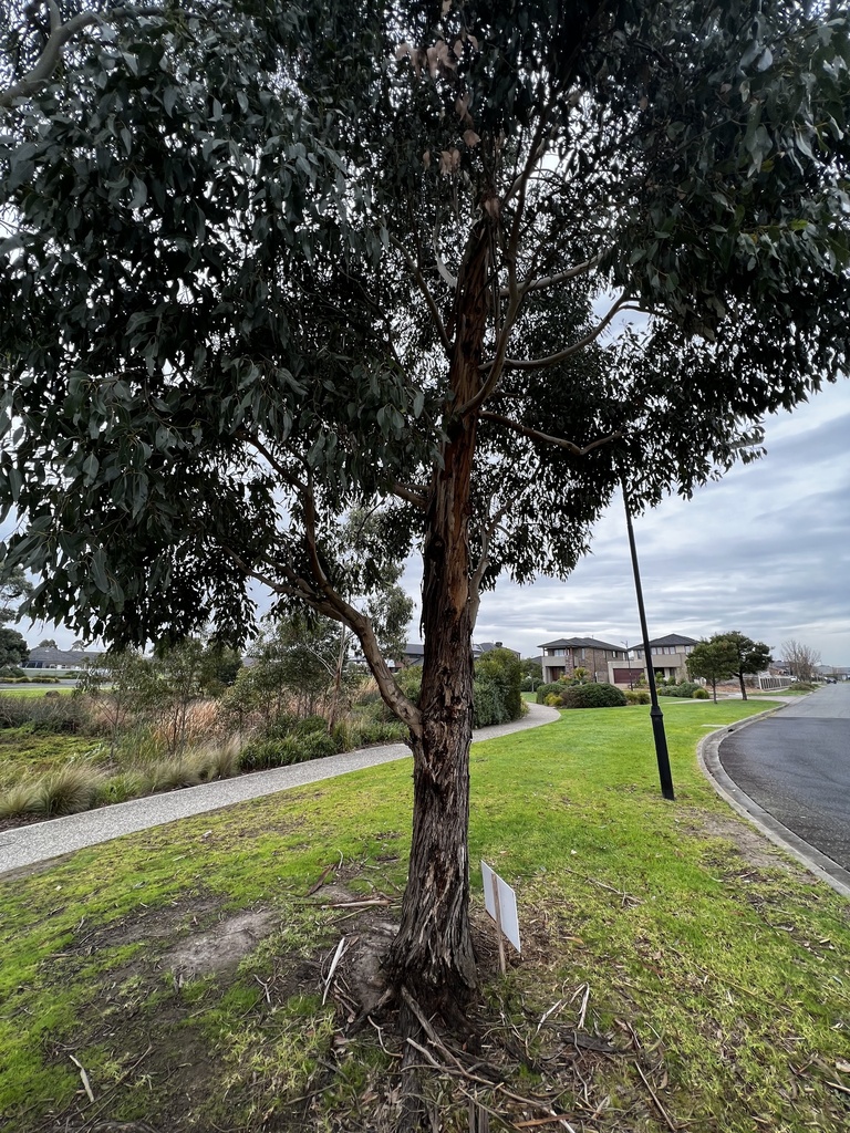 Swamp Gum from Ashford Dr, Pakenham, VIC, AU on July 4, 2023 at 10:07 ...