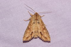 Ichneutica mollis