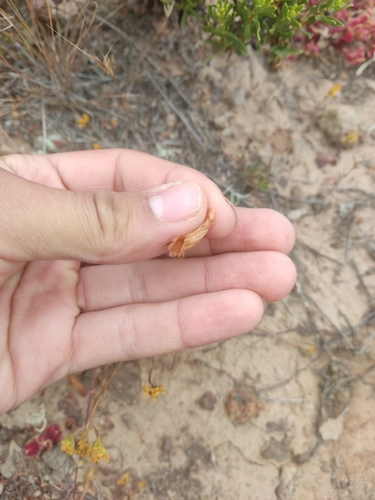 Image of Aphyllon parishii by (c) Diego Maldonado de la Torre, some rights reserved (CC BY)