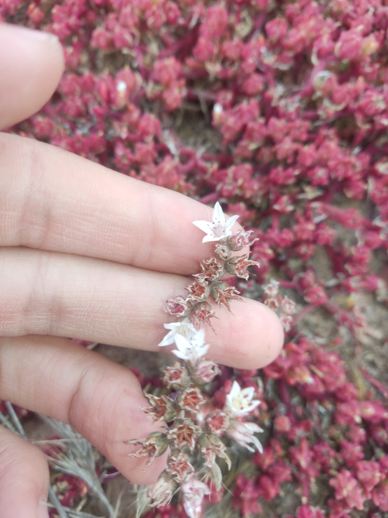 Dudleya hendrixii, Ensenada, MX-BN, MX