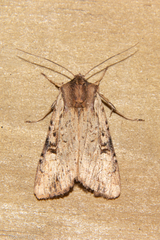 Ichneutica omoplaca