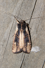 Ichneutica omoplaca