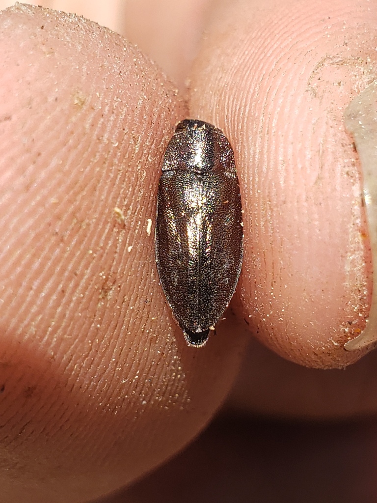 Phaenops vandykei
