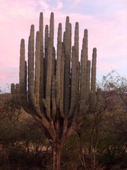 Pachycereus weberi