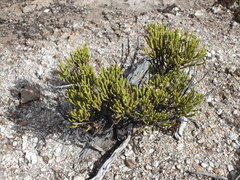 Parastrephia quadrangularis