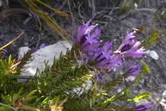 Merciera azurea