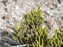 Parastrephia quadrangularis