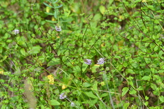 Mentha × piperita