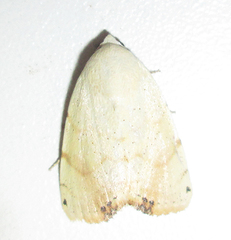 Xanthodes albago