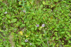 Mentha × piperita
