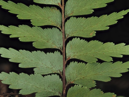 Asplenium polyodon