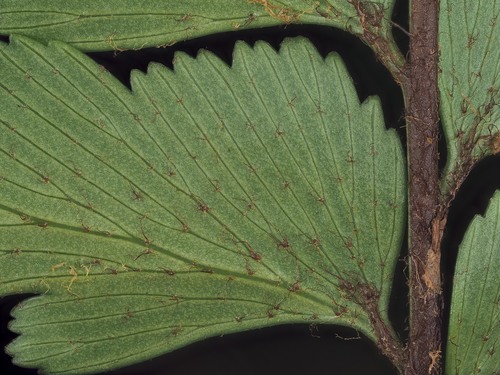 Asplenium polyodon