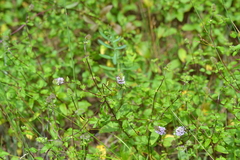 Mentha × piperita