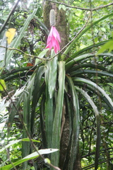 Aechmea mariae-reginae