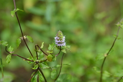 Mentha × piperita