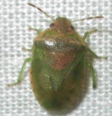 Piezodorus purus