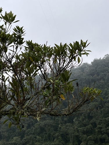 Sapium stylare, photograph 3