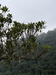 Sapium stylare, photograph (c) Nicolás Baresch Uribe, some rights reserved (CC BY)