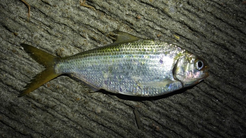 Bloch's gizzard shad (Nematalosa nasus) — Clupeidae — 5