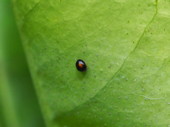 Serangium maculigerum