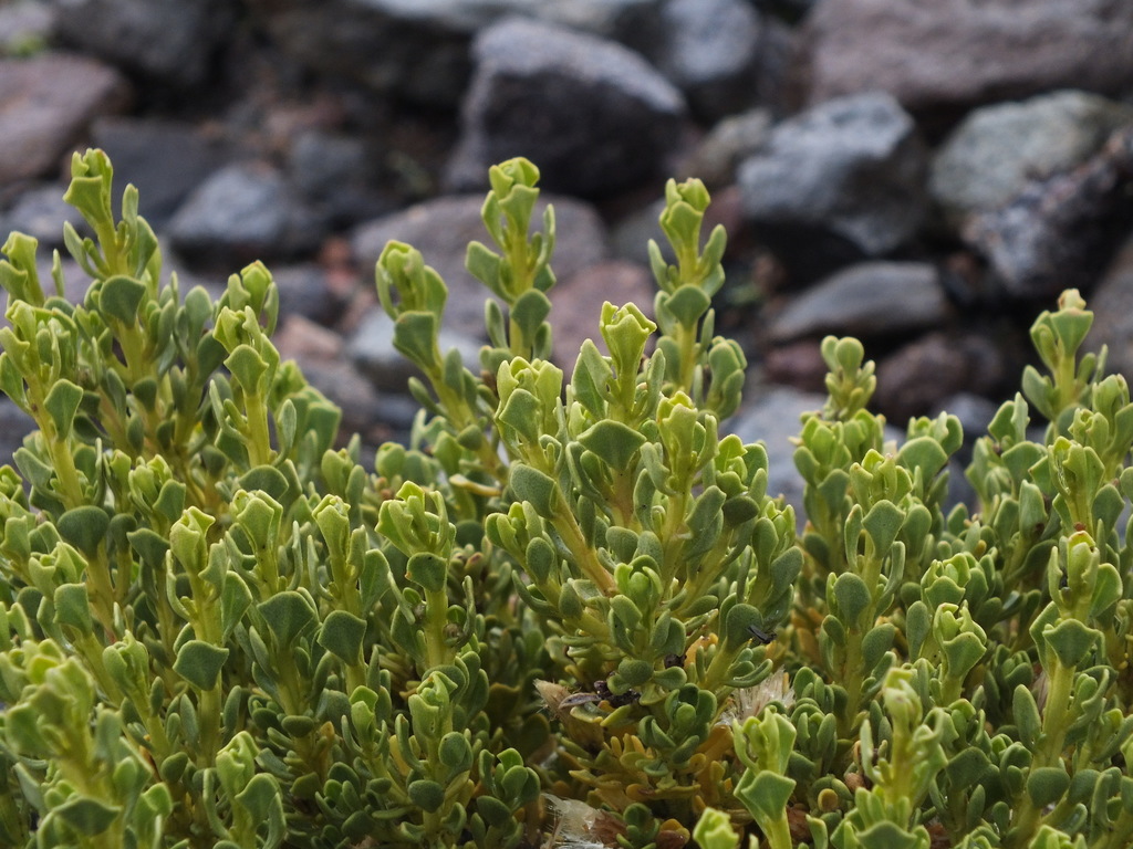 Baccharis tola