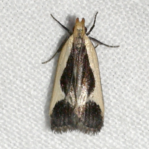 Cream-edged Dichomeris Moth and Allies