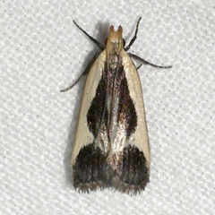 Cream-edged Dichomeris Moth and Allies