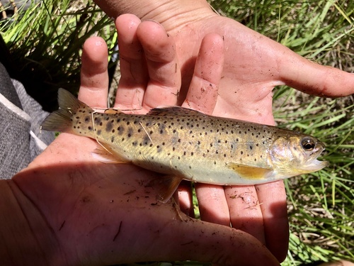 Apache trout (Oncorhynchus apache) — Salmonidae — 3