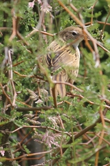 Poodytes punctatus punctatus