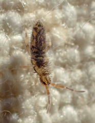 Entomobrya suzannae