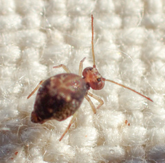 Ptenothrix maculosa