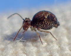 Ptenothrix maculosa