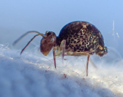 Ptenothrix maculosa