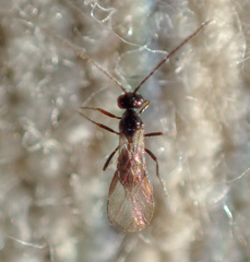 Opiinae