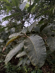 Ficus tequendamae, photograph (c) Nicolás Baresch Uribe, some rights reserved (CC BY)
