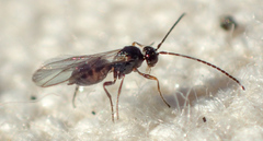 Opiinae