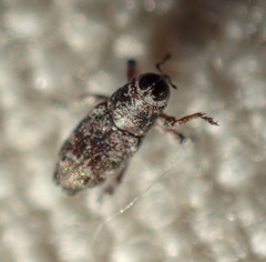 Cylindrocopturus