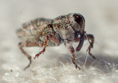 Cylindrocopturus