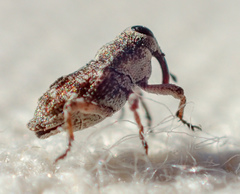 Cylindrocopturus